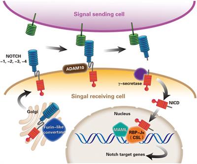 The Role of Notch Signaling Pathway in Non-Alcoholic Fatty Liver Disease